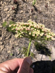 Nanobubon capillaceum