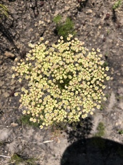 Nanobubon capillaceum