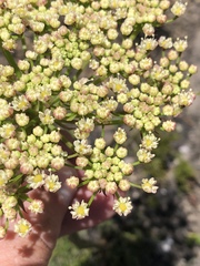 Nanobubon capillaceum