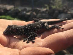 Ptyodactylus puiseuxi