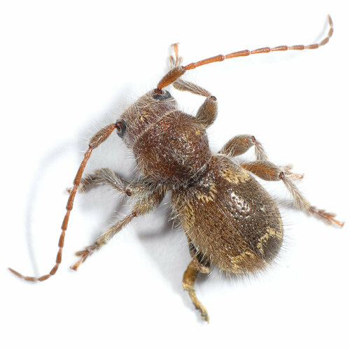 Ipochus fasciatus LeConte, 1852