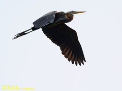 Ardea purpurea manilensis