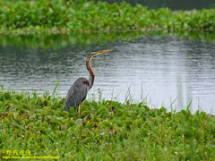 Ardea purpurea manilensis