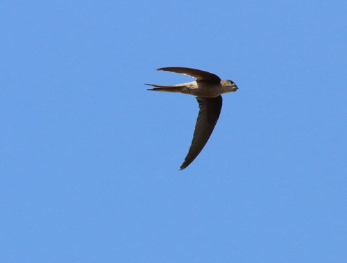 Bengalensegler (Cypsiurus balasiensis)