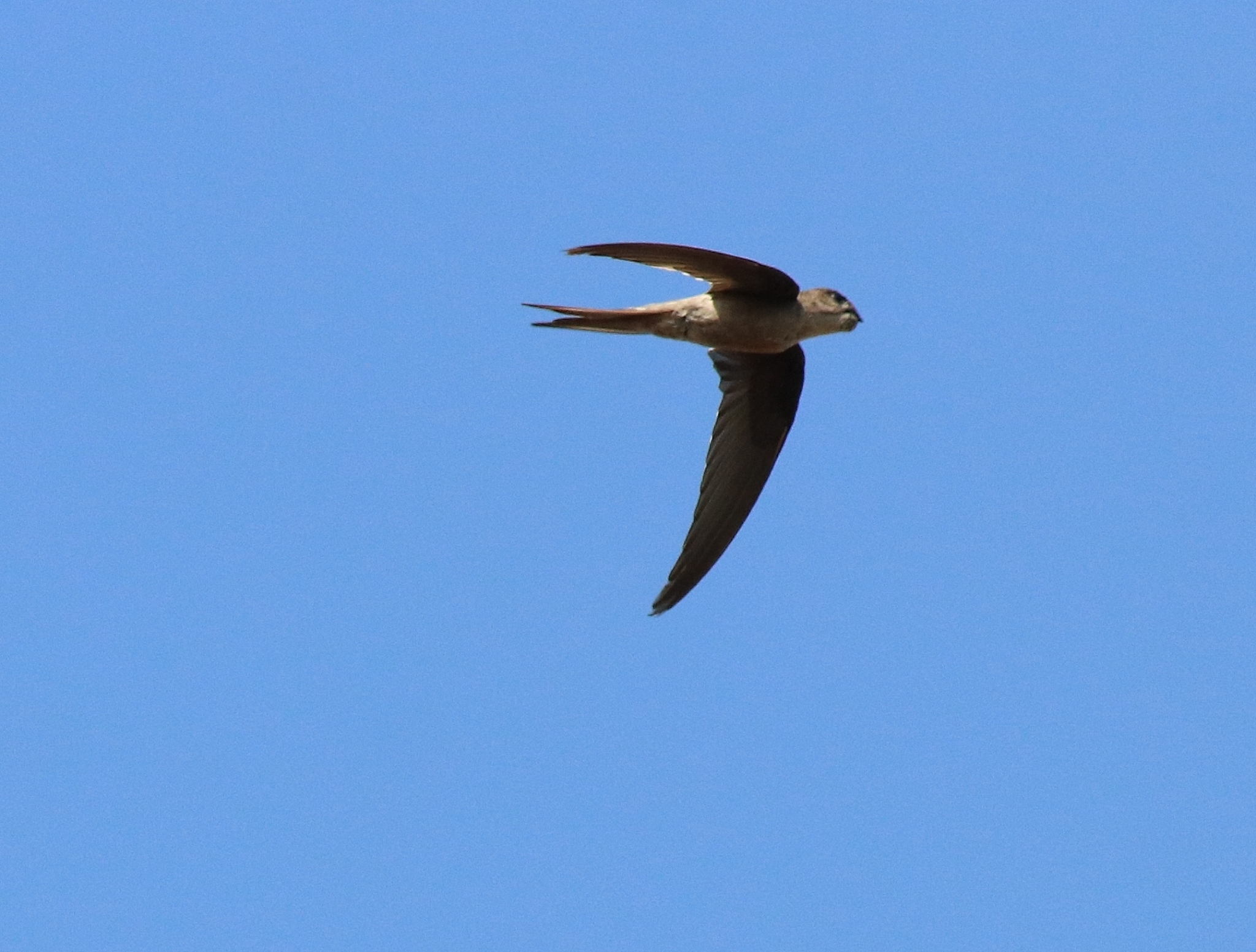 Asian Palm Swift (Cypsiurus balasiensis)