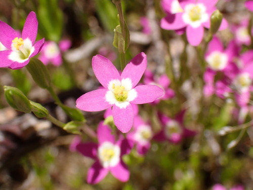 Image of Zeltnera davyi by (c) Cricket Raspet, some rights reserved (CC BY)