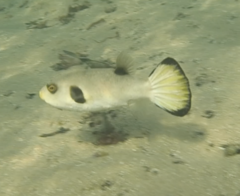 Arothron immaculatus