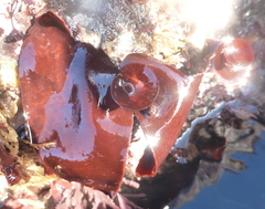 Constantinea simplex