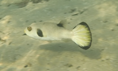 Arothron immaculatus