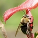 Horse-fly Carpenter Bee - Photo (c) Robert, some rights reserved (CC BY-NC)