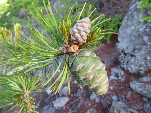 Japanese White Pine (Pinus parviflora)
