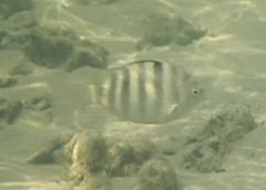 Abudefduf septemfasciatus