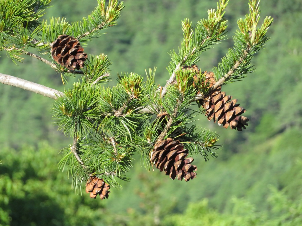 Pinus parviflora; photograph (c) Marco Mussita, some rights reserved (CC BY)
