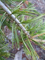 Pinus parviflora