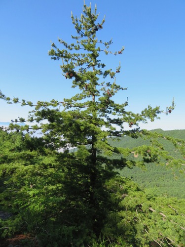 Pinus parviflora, photograph 3