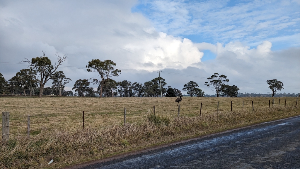 Emu from Cressy TAS 7302, Australia on July 6, 2023 at 0123 PM by