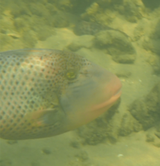 Pseudobalistes flavimarginatus