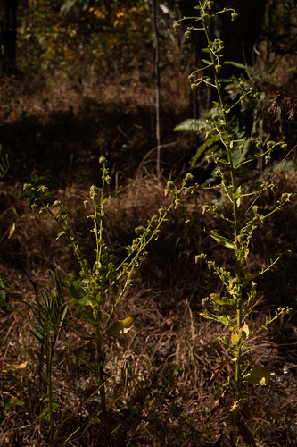 Laggera crispata image