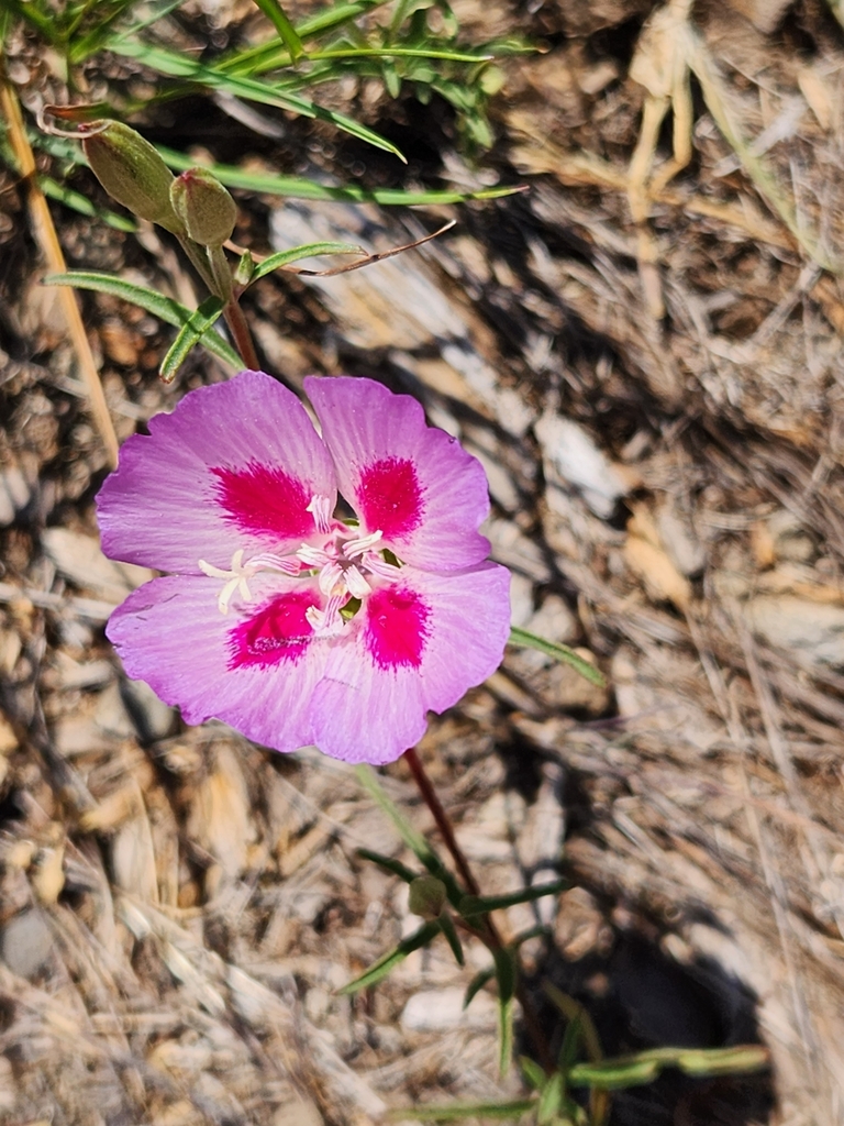 Clarkia amoena, Lane County, OR, USA