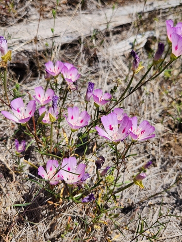 Clarkia amoena