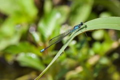 Acanthagrion