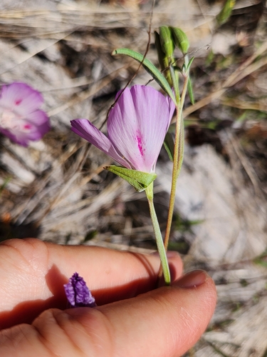 Clarkia amoena