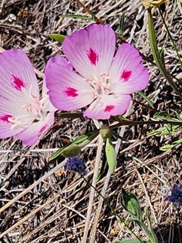 Clarkia amoena