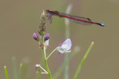 Oxyagrion