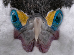 Pied Cormorant photo 5
