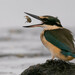 New Zealand Sacred Kingfisher - Photo (c) Ben Ackerley, some rights reserved (CC BY-NC), uploaded by Ben Ackerley