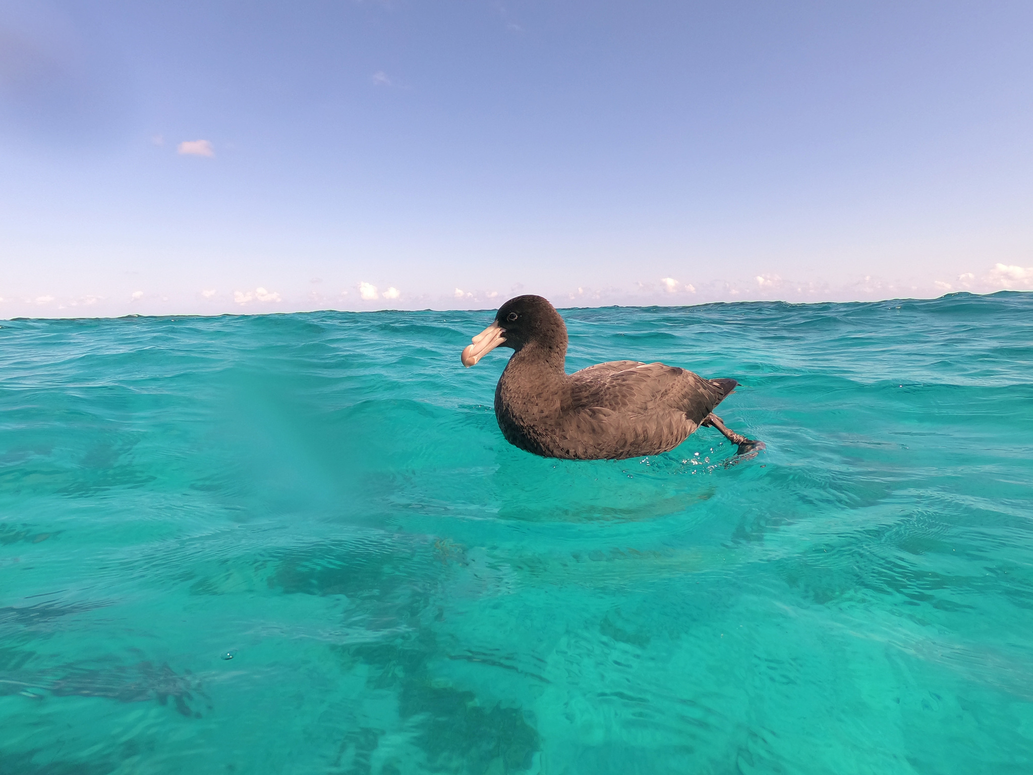 Northern Giant-Petrel (Macronectes halli)