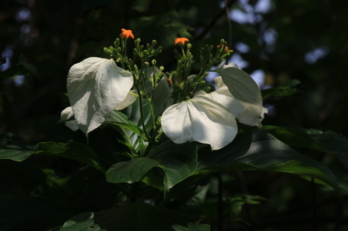 Mussaenda macrophylla, photograph 5