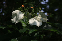 胡正恆(Jackson Hu), CC BY, iNaturalist via GBIF Mussaenda macrophylla, photograph 胡正恆(Jackson Hu), CC BY, iNaturalist via GBIF