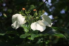 Mussaenda macrophylla, photograph 胡正恆(Jackson Hu), CC BY, iNaturalist via GBIF