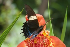 Heraclides androgeus