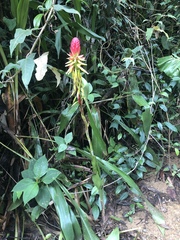 Pitcairnia kniphofioides