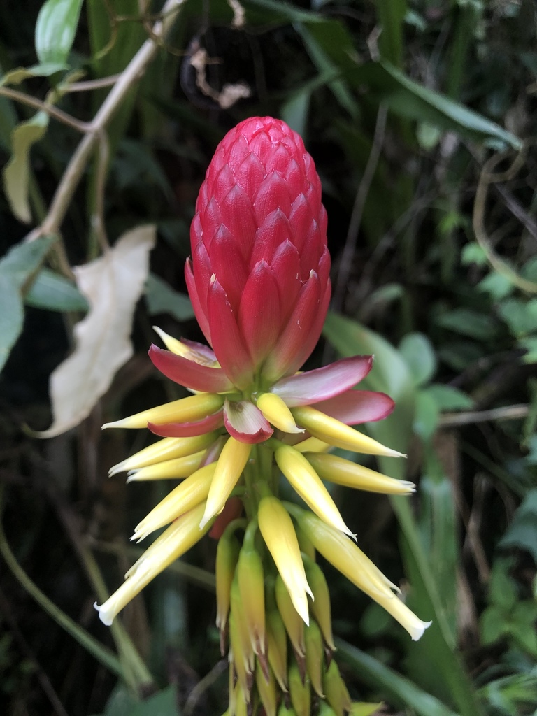 Pitcairnia (Genus Pitcairnia) · iNaturalist