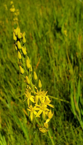 Image of Narthecium californicum by (c) Laura Gaudette, some rights reserved (CC BY)