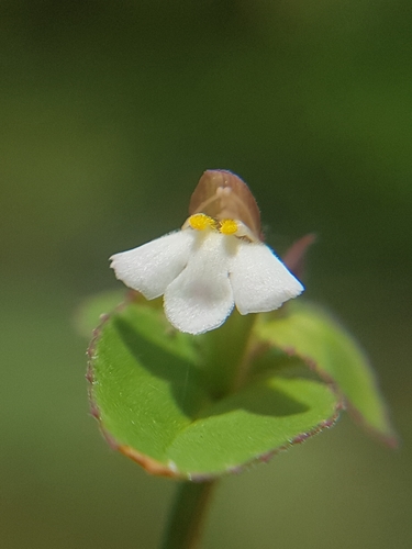 Spreading False Pimpernel
