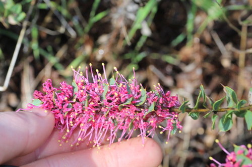 Image of Hakea myrtoides by (c) Em Lamond, some rights reserved (CC BY)