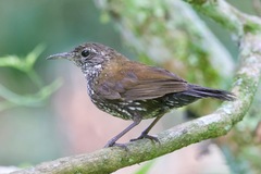 Sharp-Tailed Streamcreeper photo 2