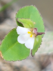 Vandellia diffusa