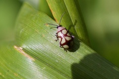 Omophoita magniguttis