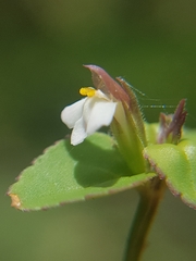 Vandellia diffusa
