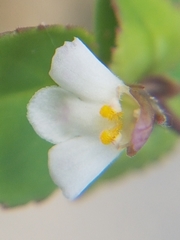 Vandellia diffusa