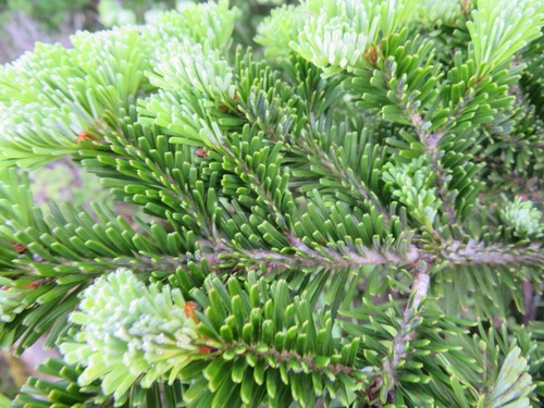 Maries's fir (Abies mariesii)