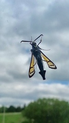 Synanthedon exitiosa