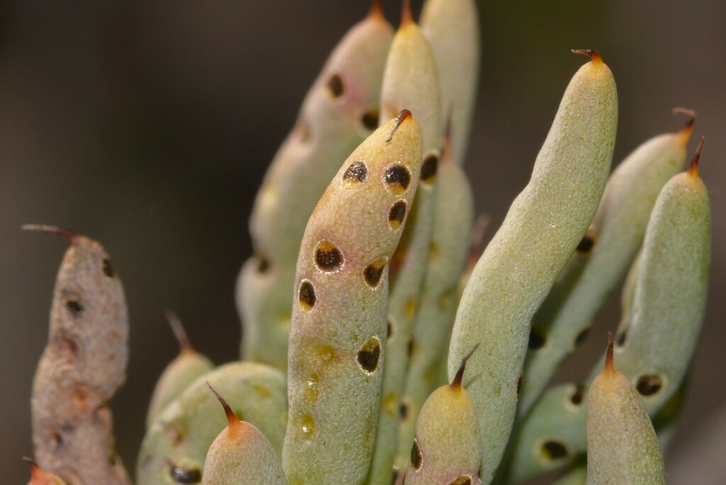 Scale Insects from Hill River WA 6521, Australia on July 22, 2022 at 09 ...
