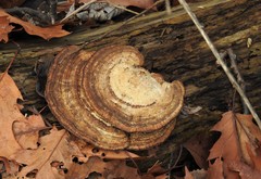 Daedaleopsis confragosa image