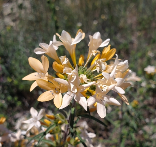 Collomia grandiflora